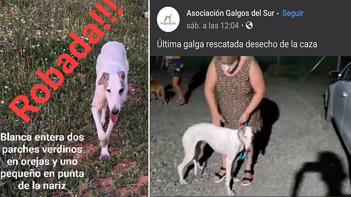   galga robada y ofrecida por Galgos del Sur