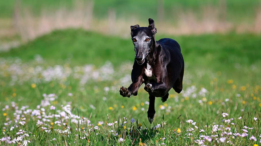 Galgo