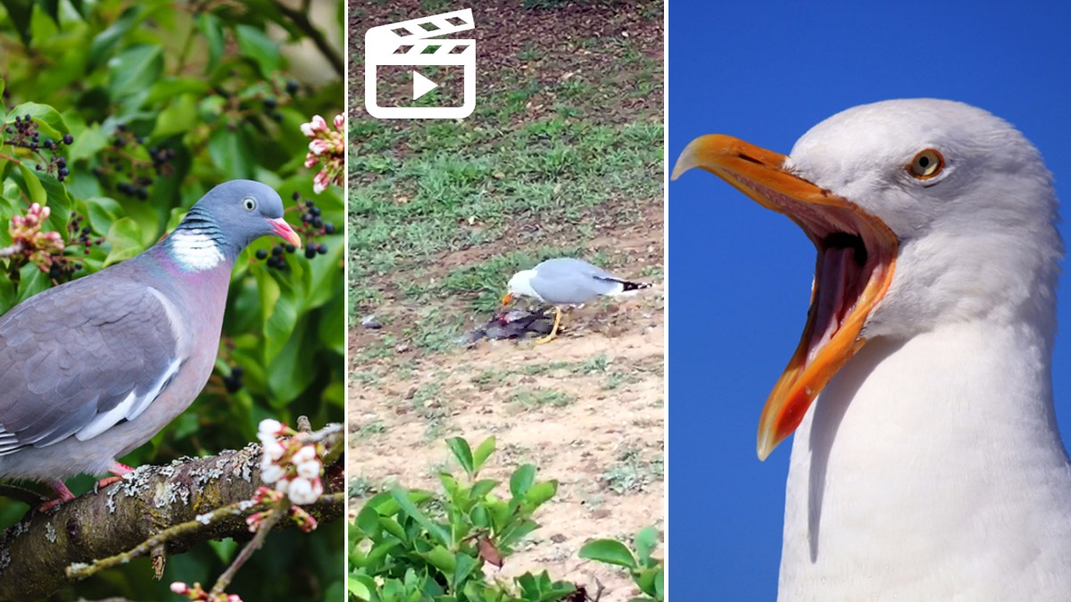  gaviota da caza a una torcaz