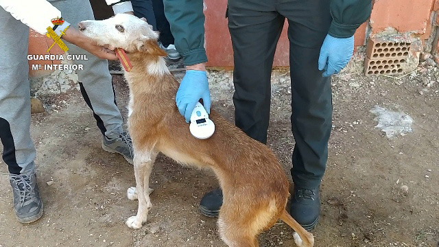  rescate perro