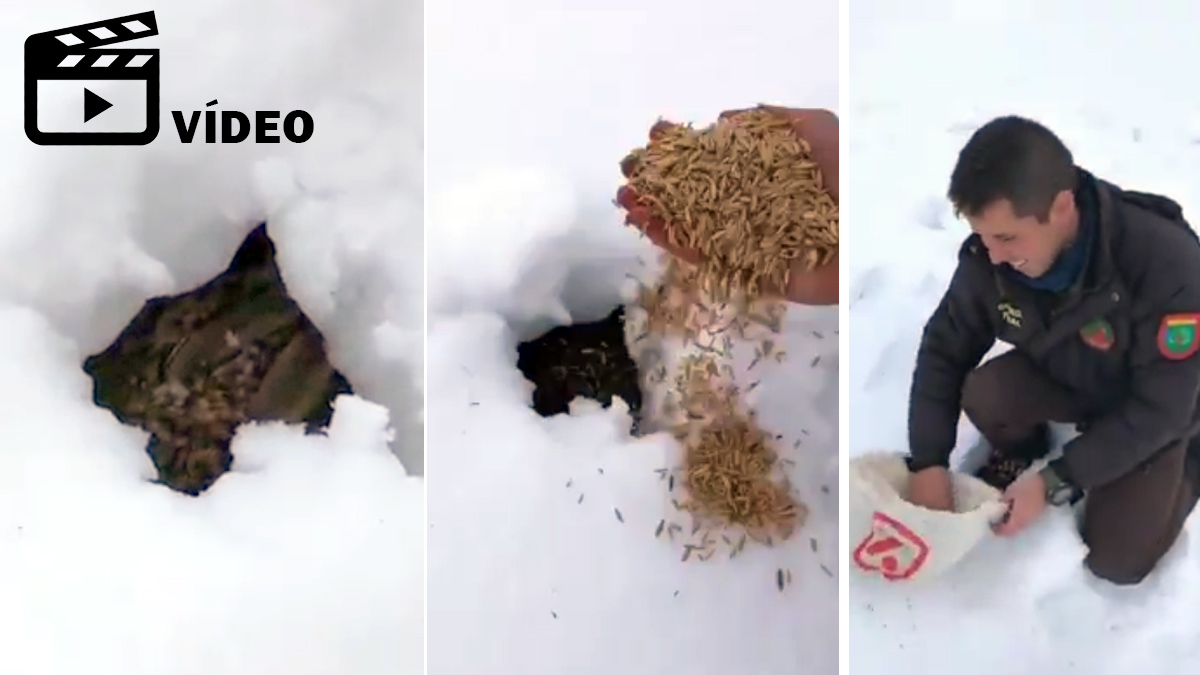   guarda rural alimenta liebre preñada tras nevada