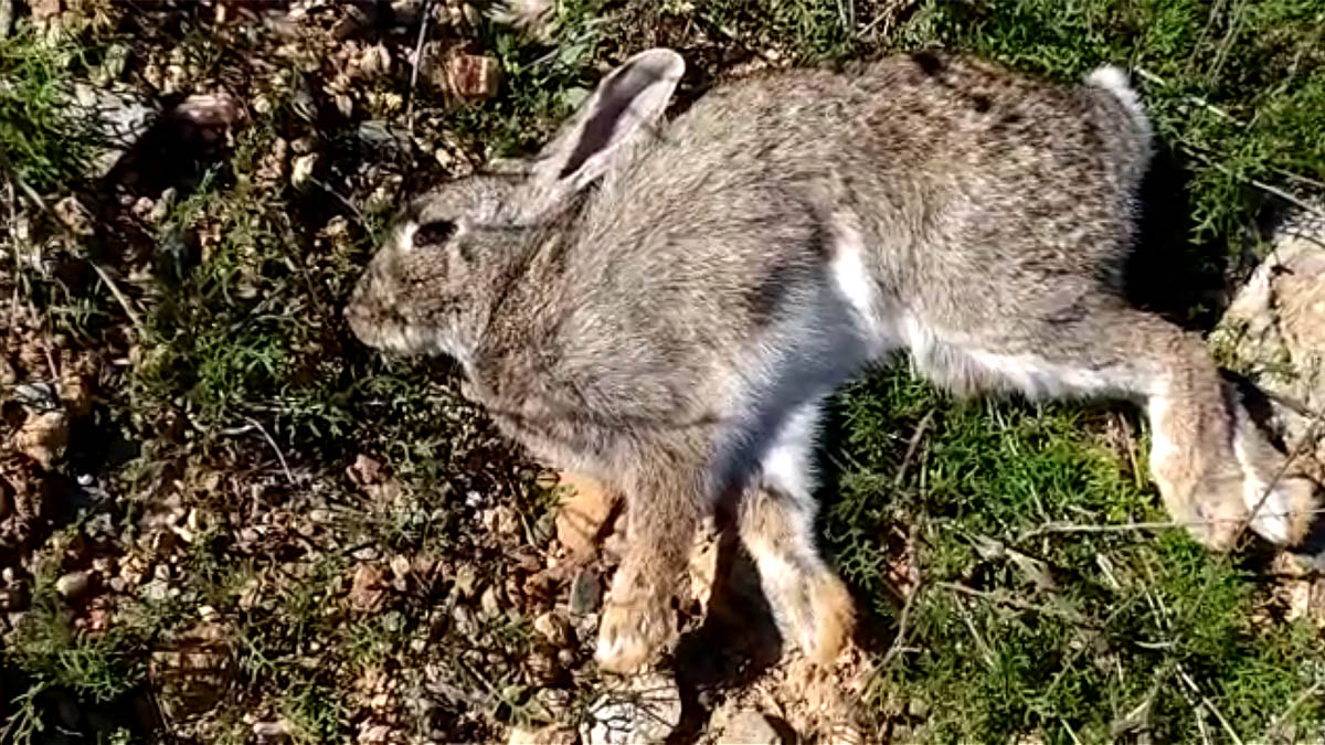   guarda rural encuentra conejo muerto enfermedad nhv