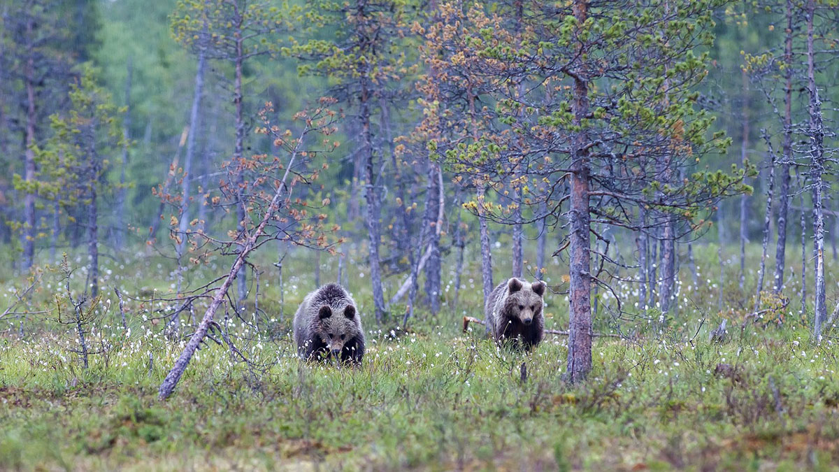  atacado por tres osos en Rumanía