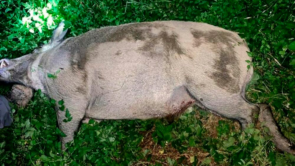 Jabalí 150 kilos