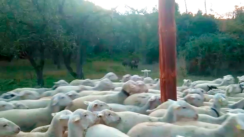  Jabalíes cargan contra ovejas