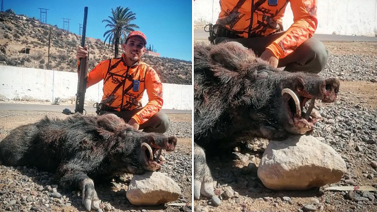 jabalí alunado Marruecos caza con escopeta
