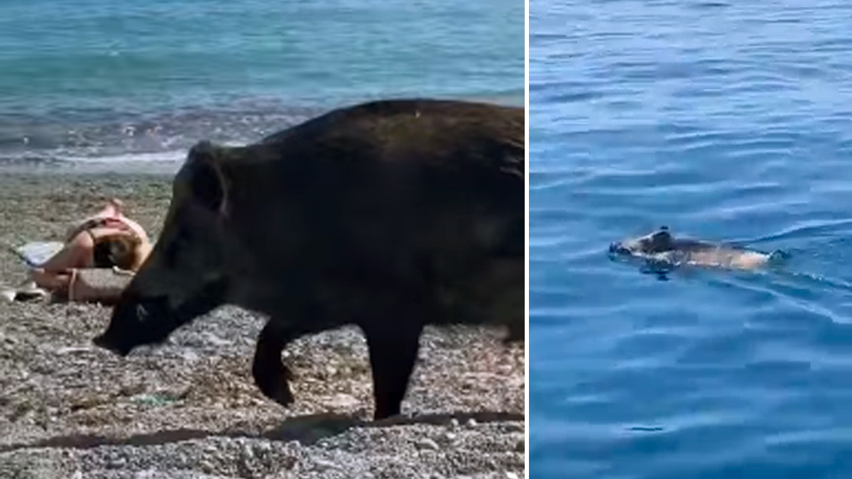 jabalí ataca dos ancianos en playa