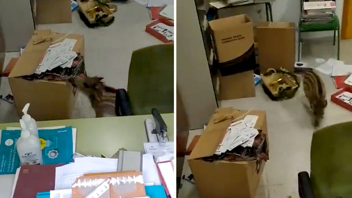   jabalí destroza despacho en instituto Córdoba