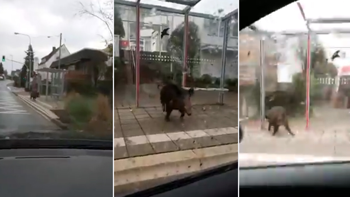 Jabalí golpea parada autobús
