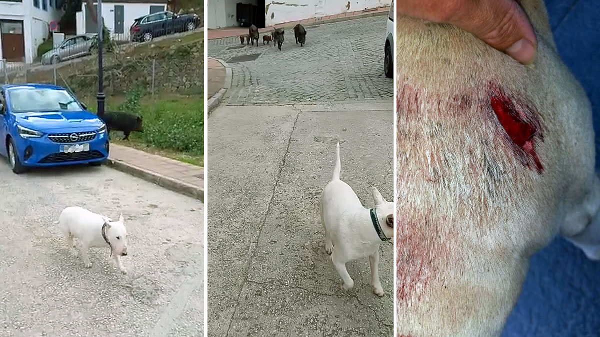   jabalíes atacan hieren bull terrier