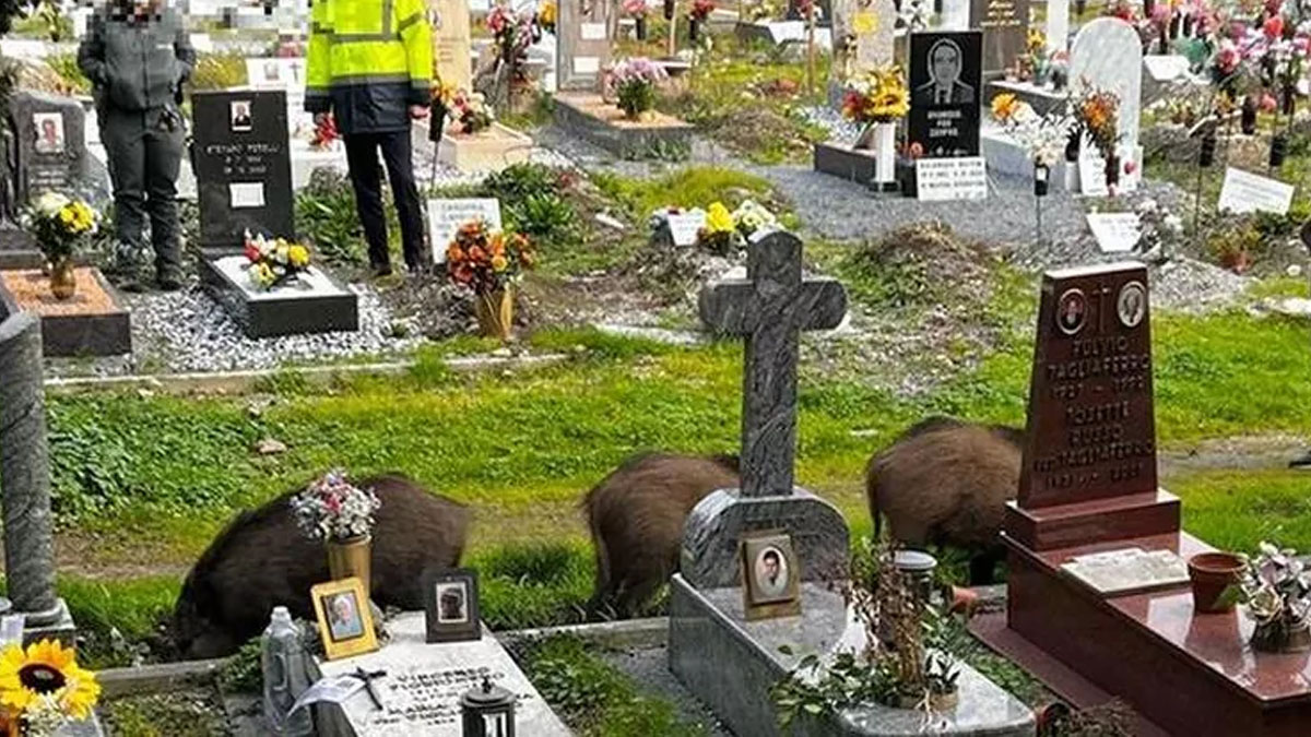   jabalíes en cementerio