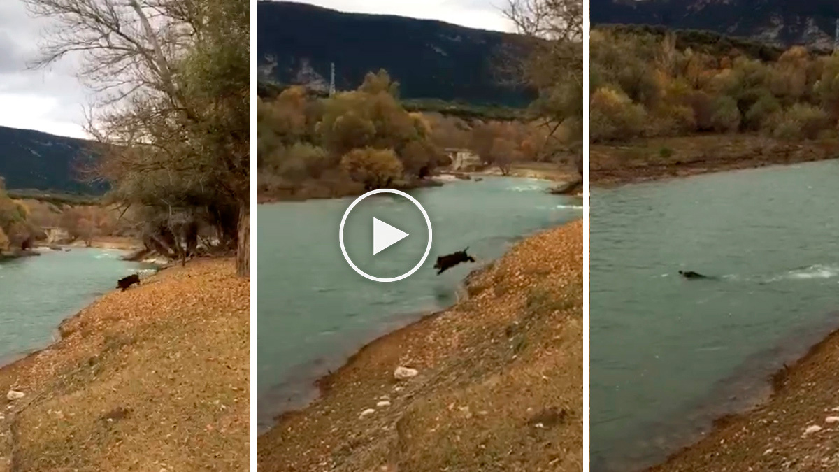  Vídeo de jabalí lanzándose de cabeza a un río