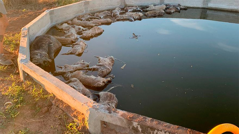  Treinta jabalíes mueren en un tanque de agua