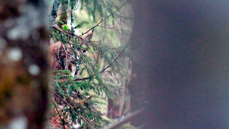 Lince cazando corzo