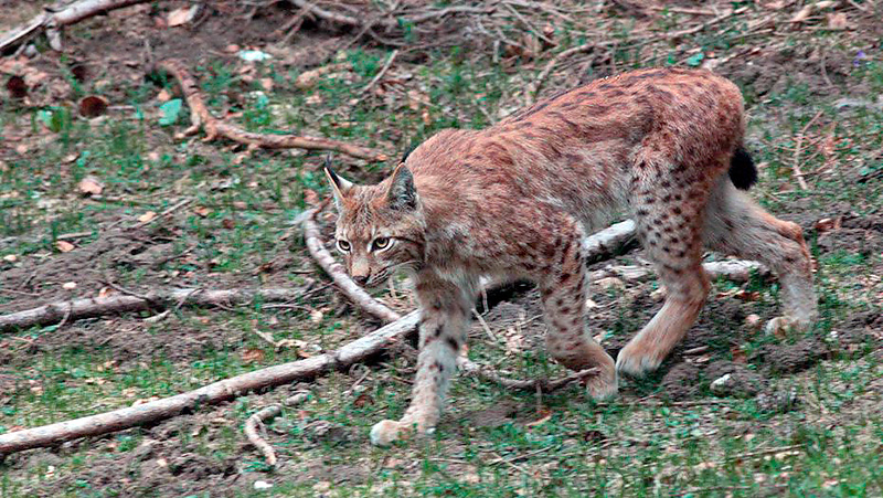 Lince cazando corzo