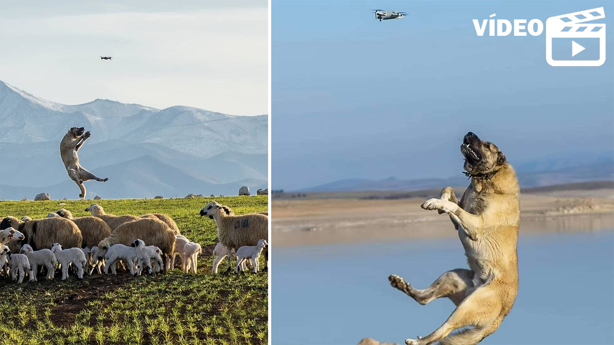  kangal atrapa dron defiende rebaño ovejas