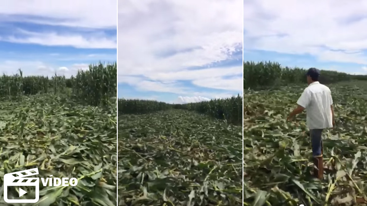  kilómetros de daños agricultura jabalí maíz