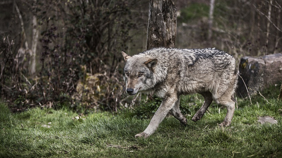 Francia autoriza la caza de 188 lobos