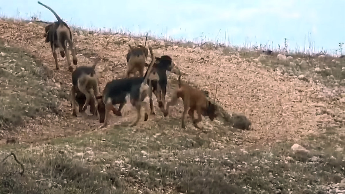 liebre esconde de perros de caza