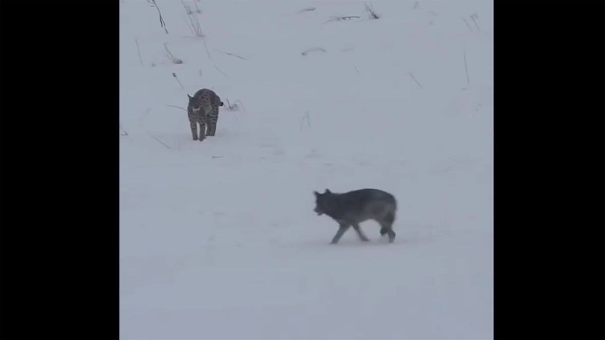  se encuentran un lince y un lobo
