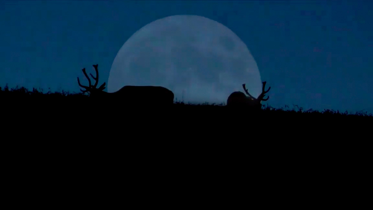  luna llena junio ciervos