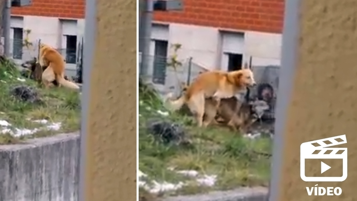 un perro se aparean