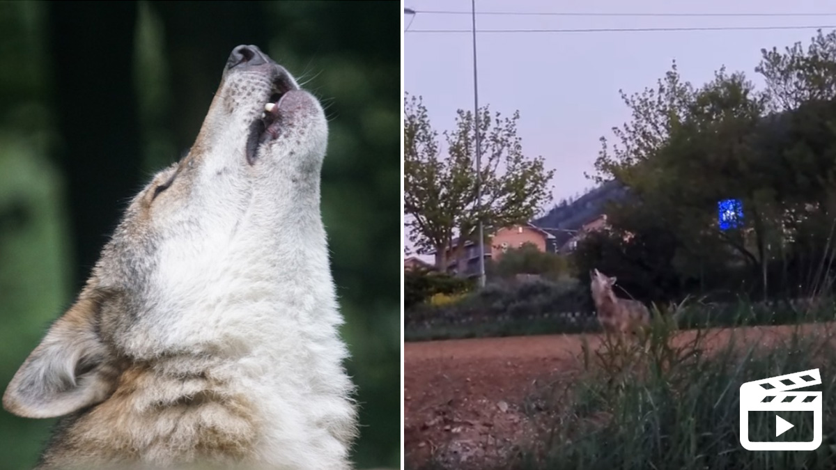  lobo aullando cerca pueblo