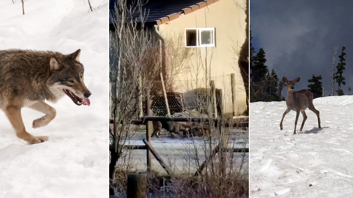   lobo caza ciervo junto casas