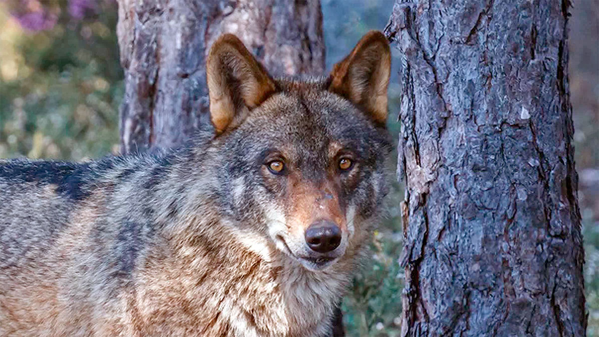  lobo ibérico prohibición caza