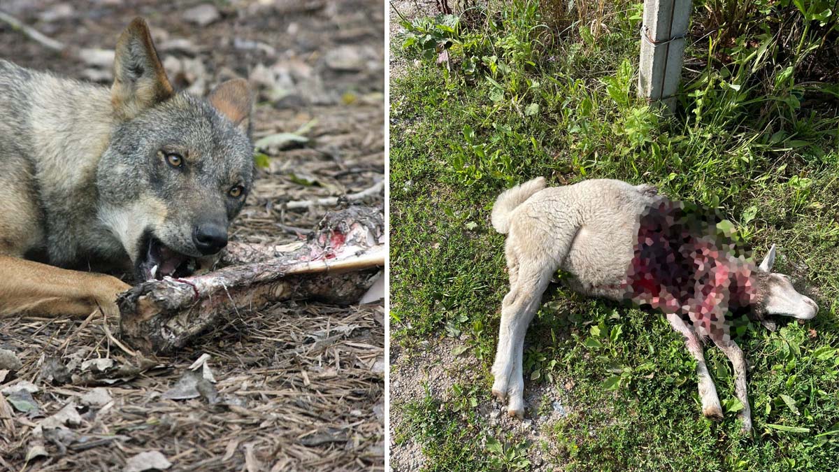  lobo mata ovejas y perros junto a pueblo A Coruña