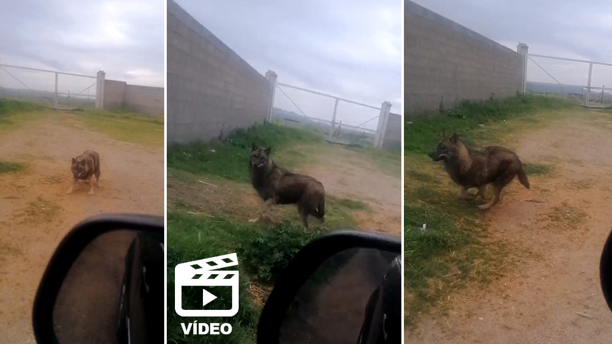 lobo o perro avistado en Cáceres