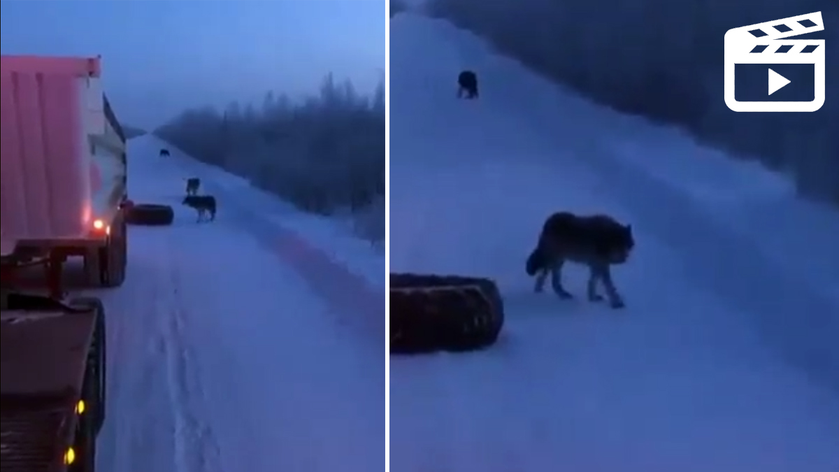  lobos acechan camionero pincha neumático en bosque