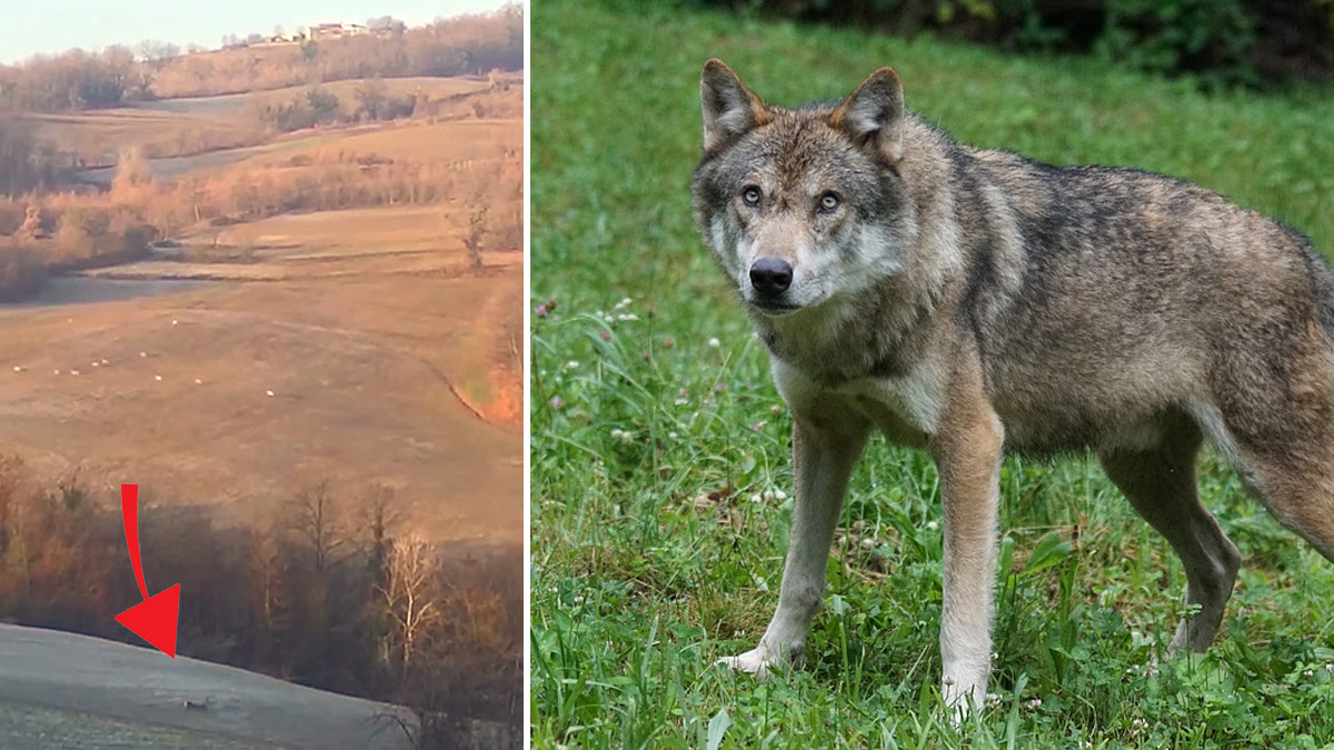   lobos caza corzos junto a pueblo italiano