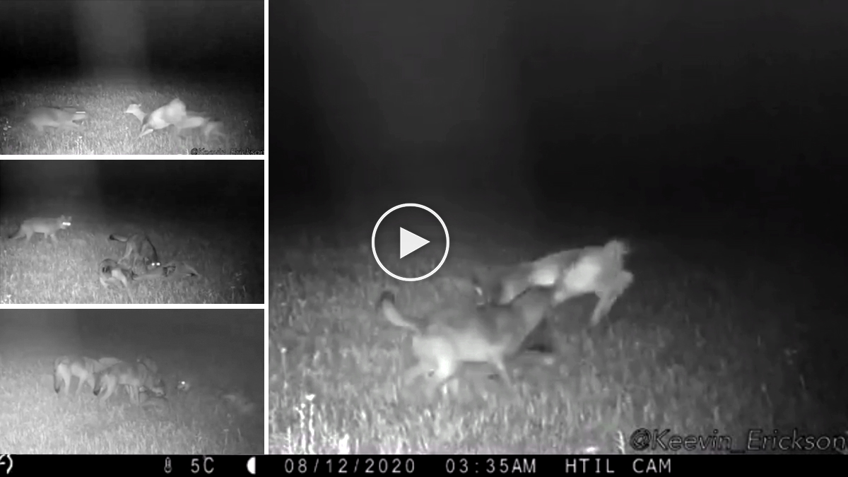  Lobos cazan una cierva