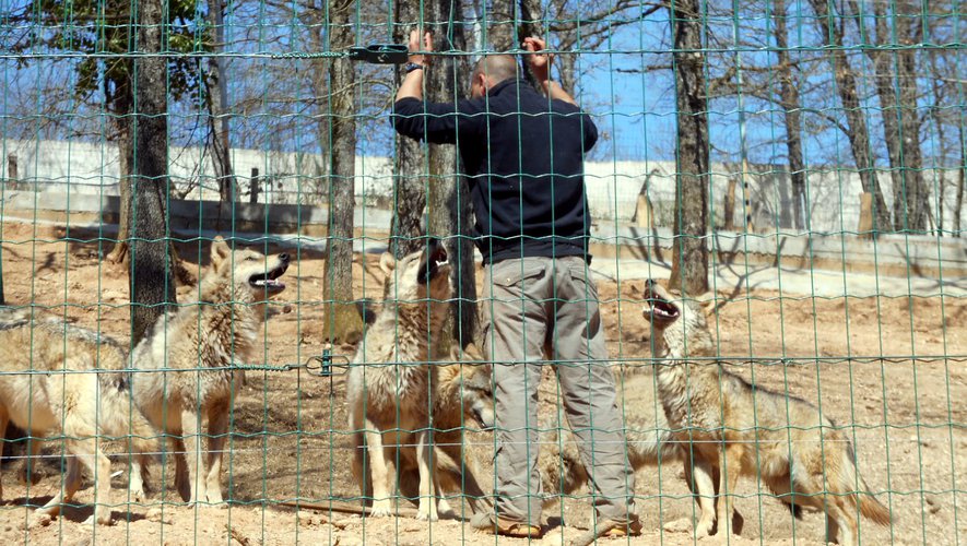   lobos escapan zoo Francia