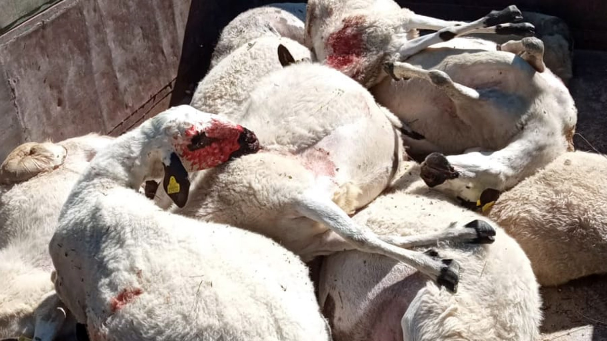  lobos matan 12 ovejas en Almeida de Sayago
