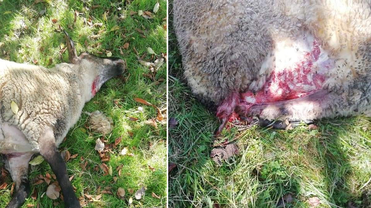  lobos matan ovejas Viveriro Lugo mientras protestaba por ataques al ganado