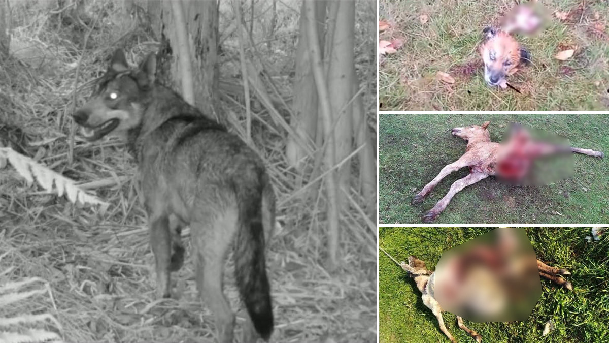  Lobos matan perro y ganado Lugo