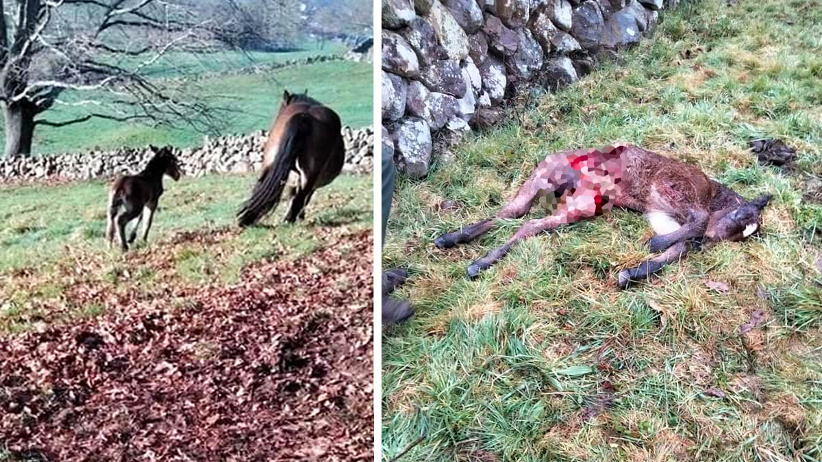   lobos matan potro Cantabria