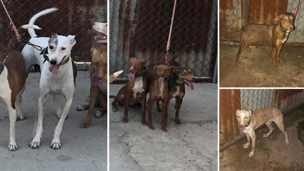  los seis perros robados a este cazador en Sevilla