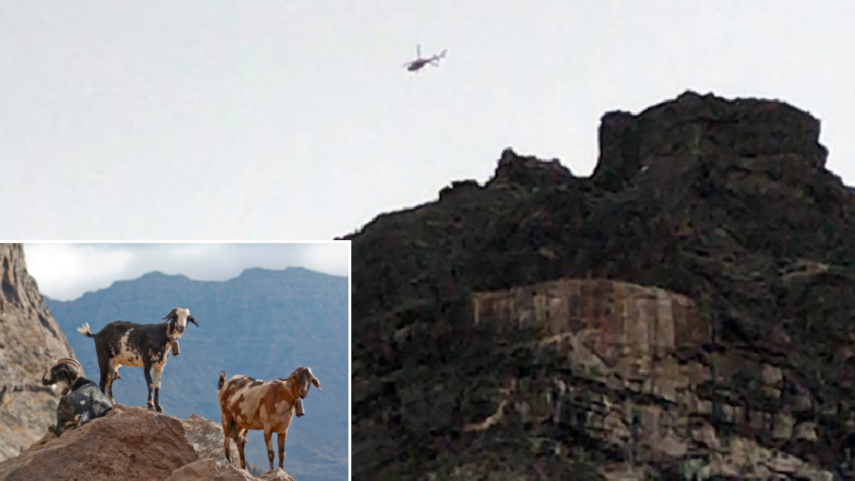  Matan cabras disparos desde helicóptero canarias