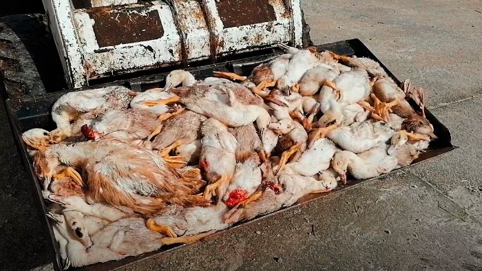  Más de 150 patos muertos por un zorro tras romper la alambrada de una granja.