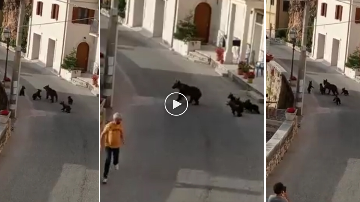 Osa y oseznos causan pánico en pueblo