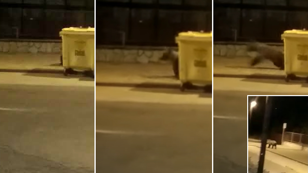  oso busca basura en pueblo de León