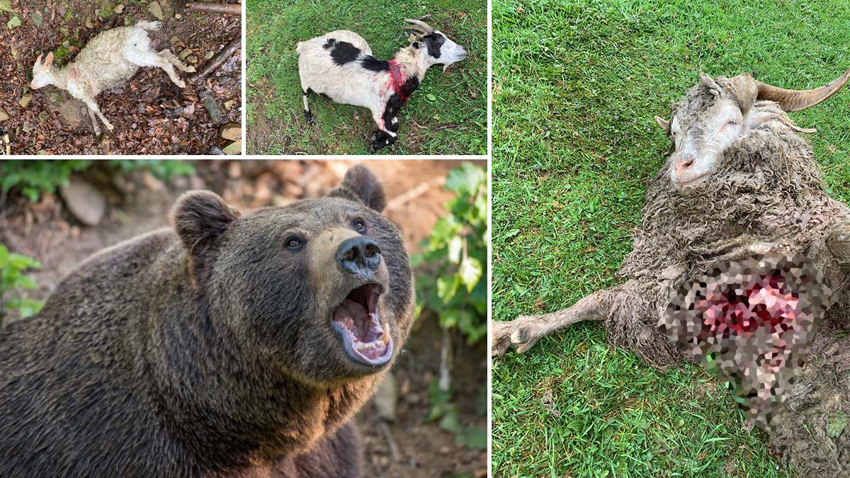  oso mata animales zoo Asturias