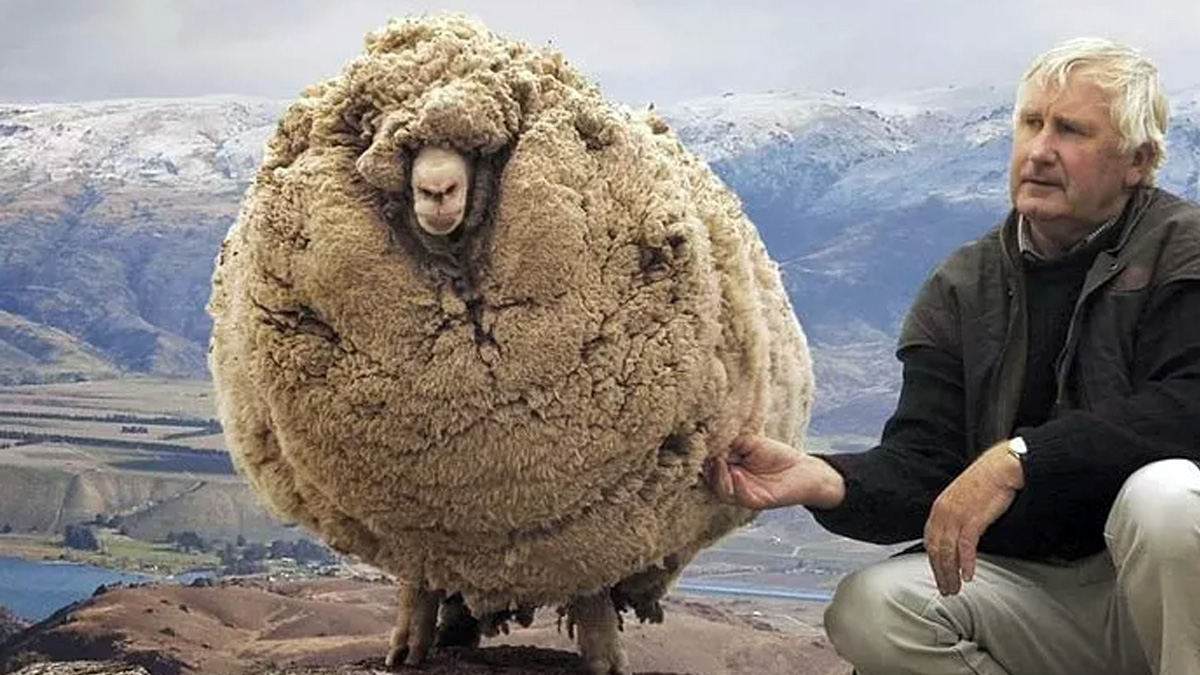  Oveja sobrevive ataque lobos por su gran capa de lana