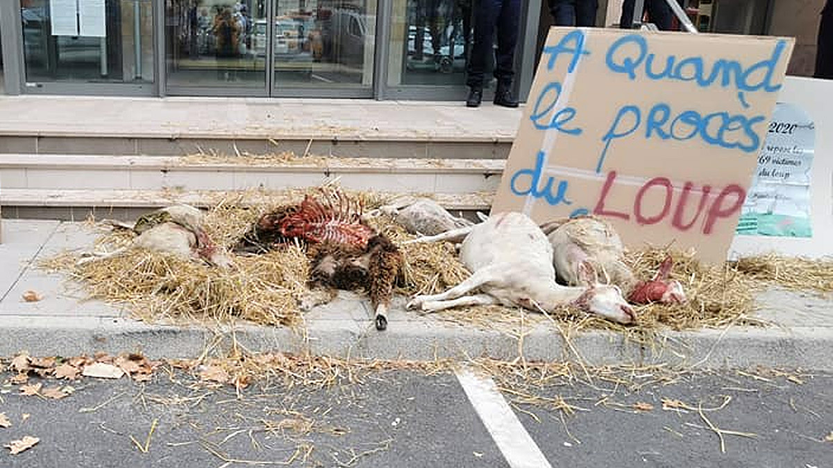  ovejas muertas por lobos arrojadas tribunales en Francia