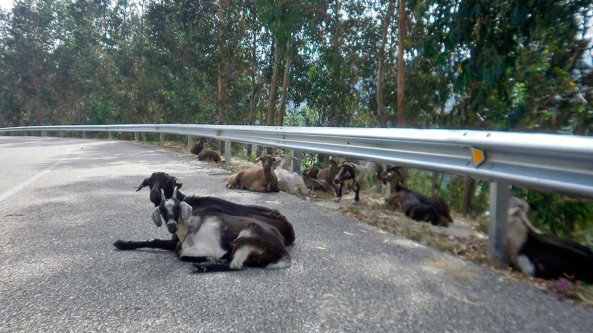   Cabras en la carretera