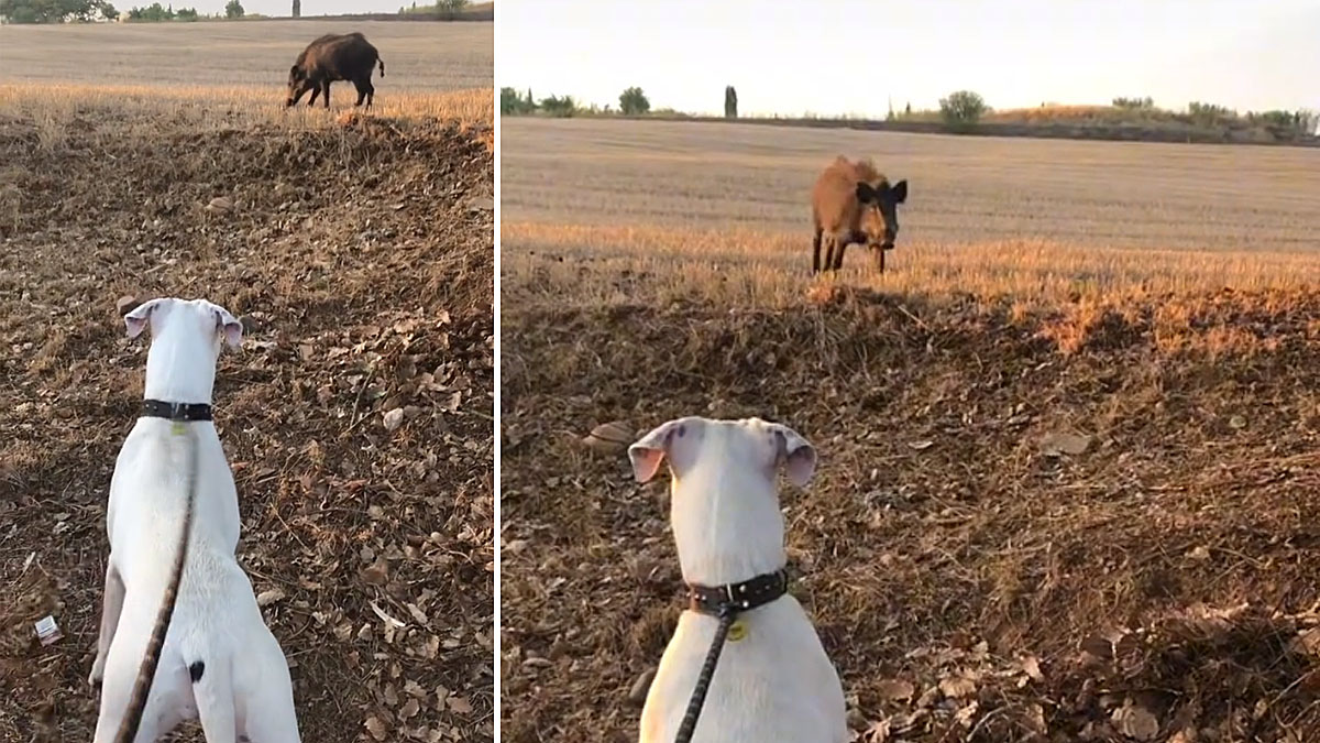  pasea su dogo argentino encuentra jabalí