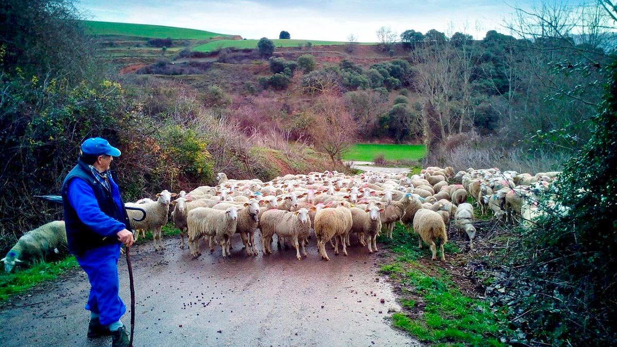  pastores disparos contra los lobos